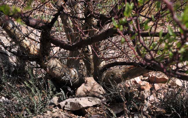 Elephant Tree gets its name from the massive, swollen-looking trunks and, to a lesser extent, chubby branches that give this plant a squatty profile. Bursera microphylla